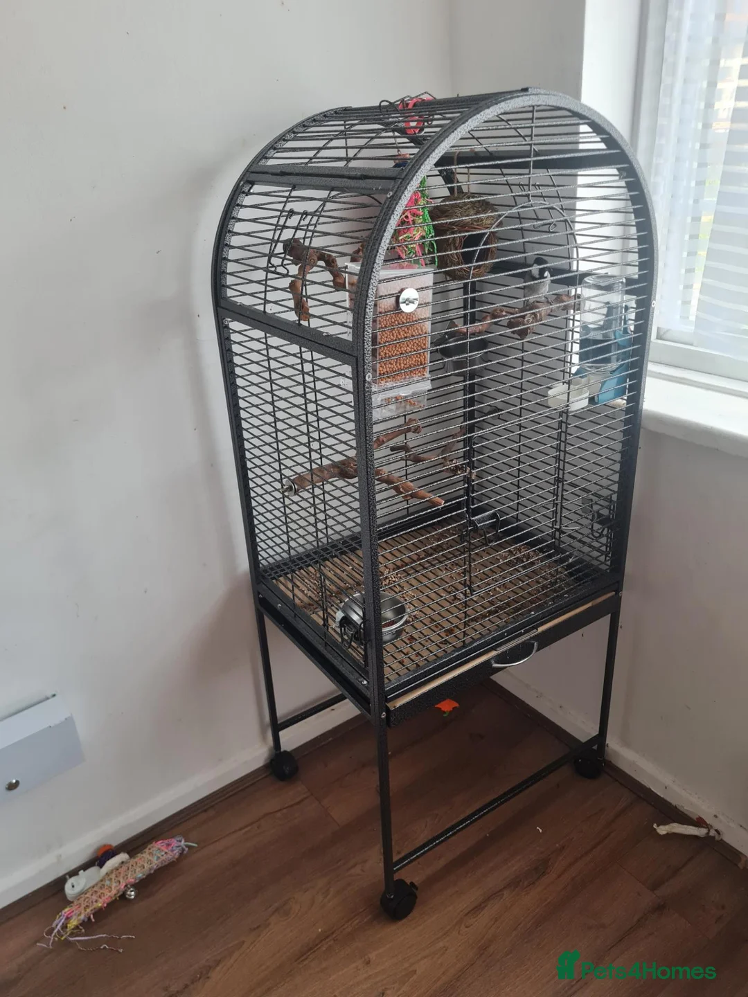 Mixed Breed birds for sale: Female iraqi bulbul  in London - Advert 5