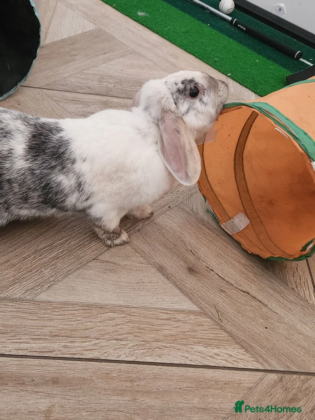 French Lop rabbits for sale: French Lop sisters  - Advert 2