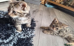 Domestic Shorthair cats for sale: Kittens for sale mother is half maine coon - Image 9