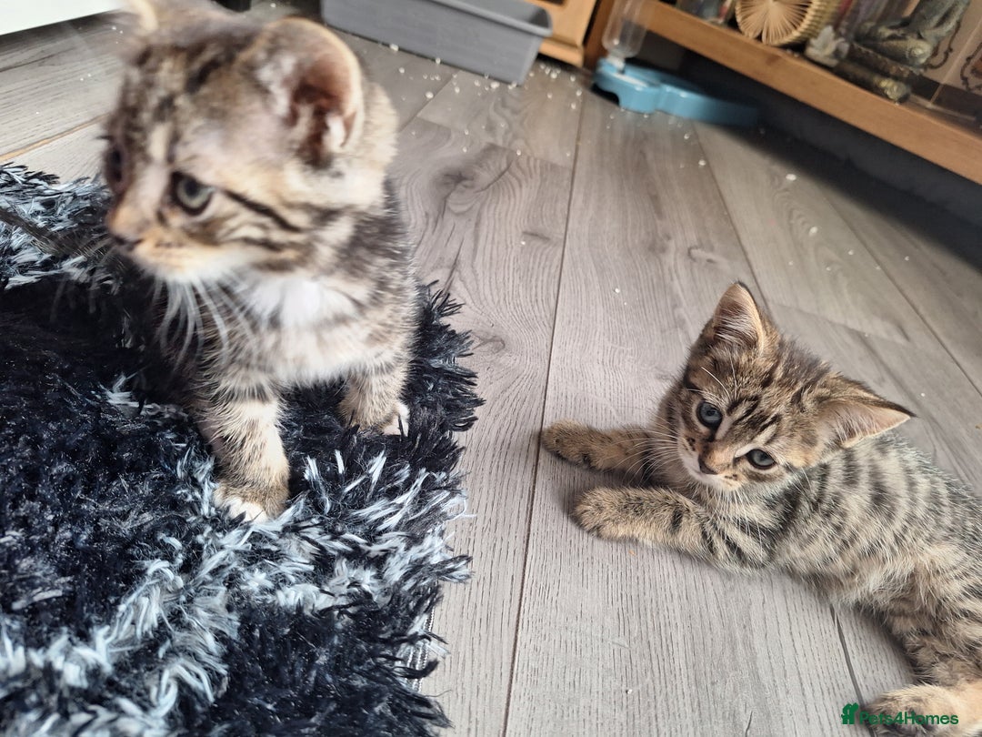 Domestic Shorthair cats for sale: Kittens for sale mother is half maine coon - Image 9