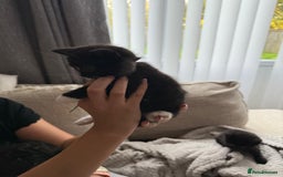 Mixed Breed cats for sale: Half british shorthair kitten - Image 6