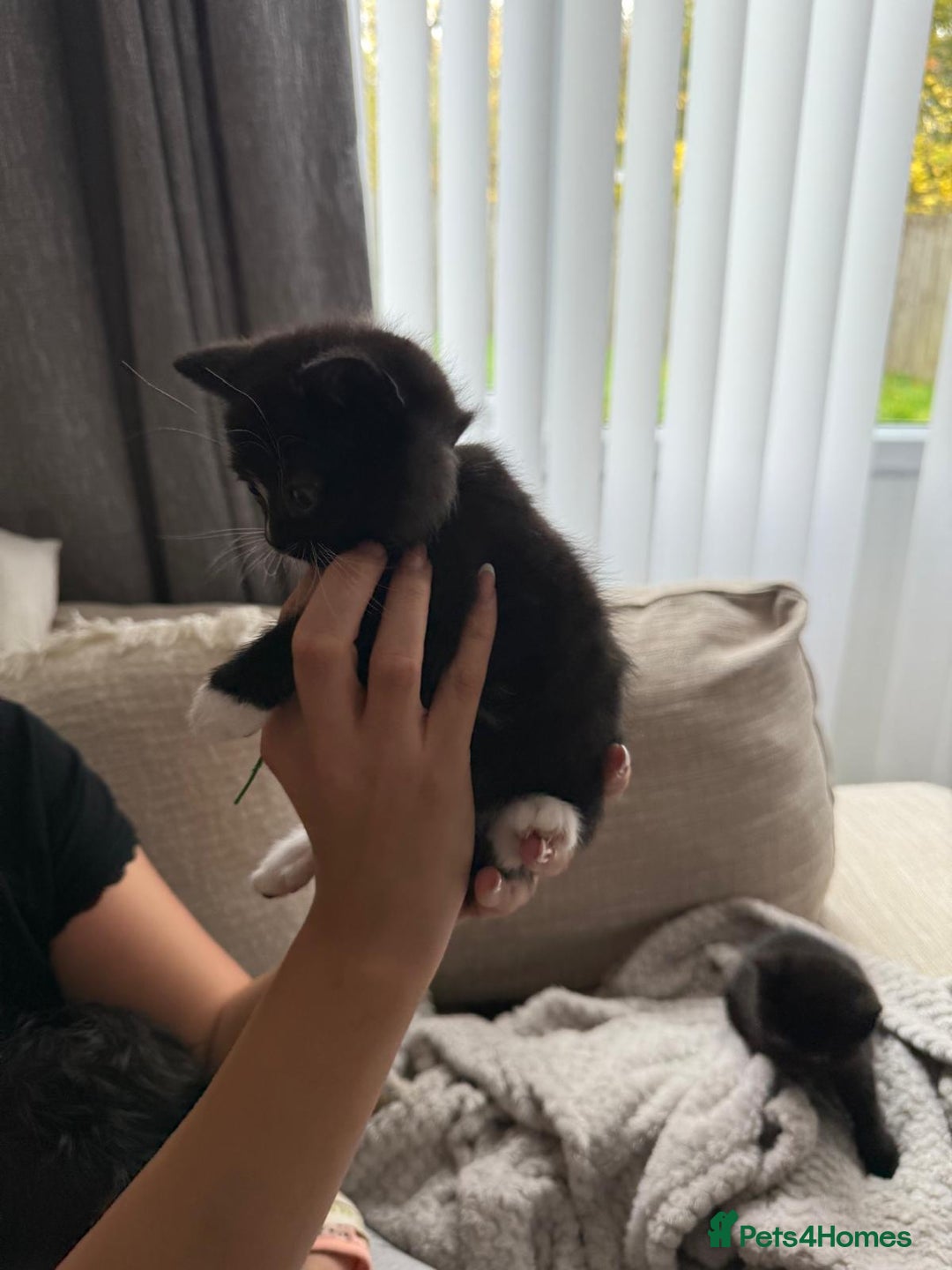 Mixed Breed cats for sale: Half british shorthair kitten - Image 6