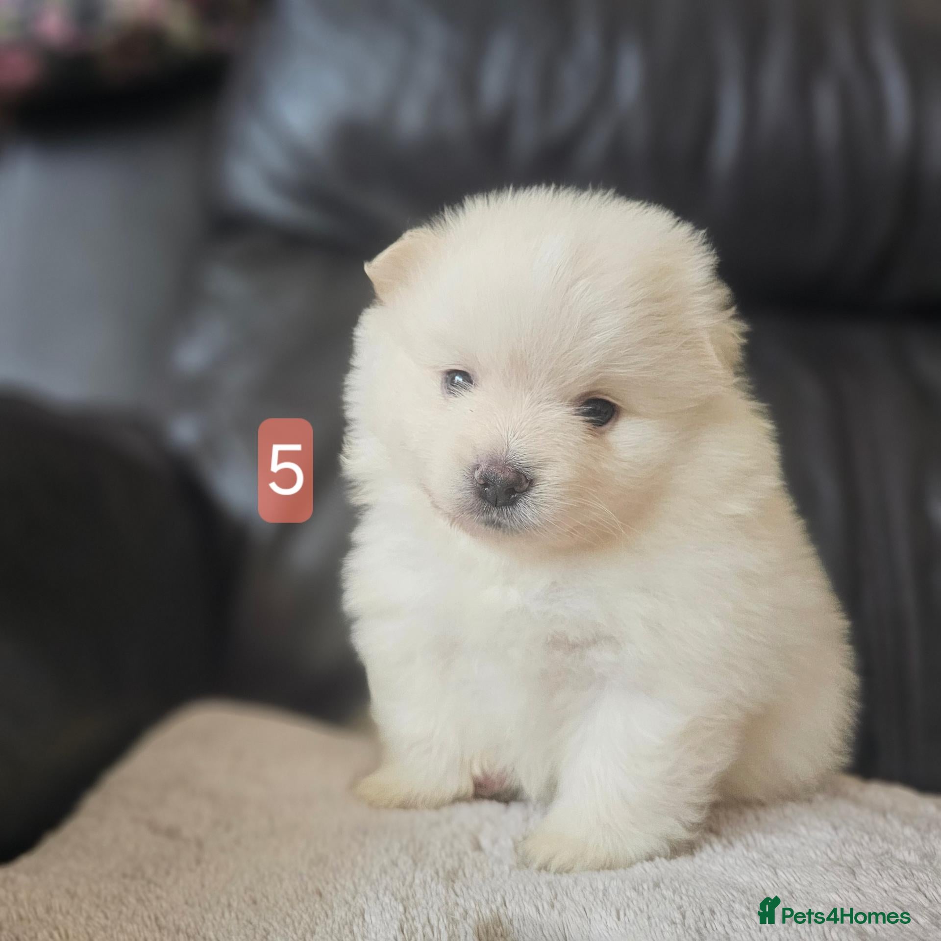 Pomeranian dogs Beautifull litter of full pomeranians - Advert 16