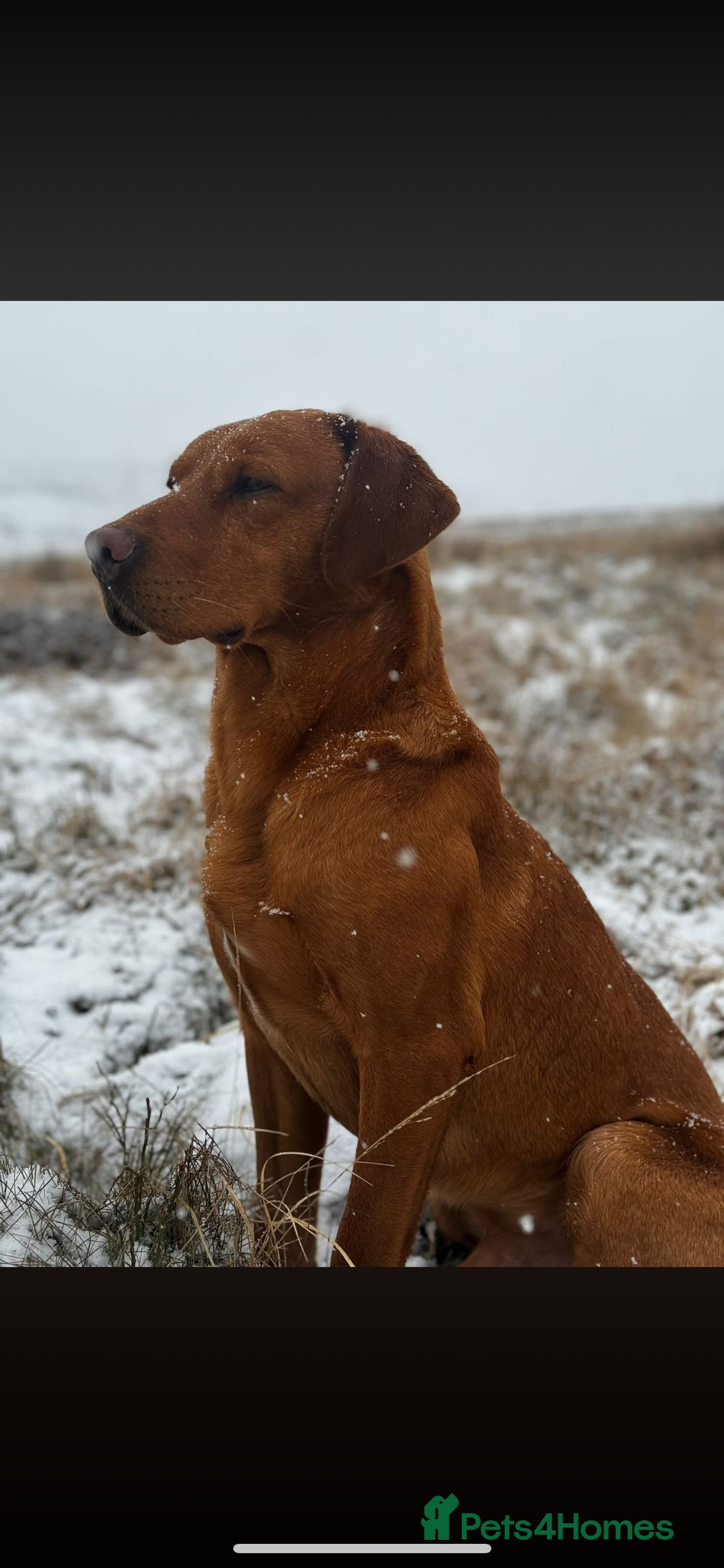 Labrador Retriever dogs for sale: KC Registered Fox Red and Yellow Labrador Puppies  - Advert 7