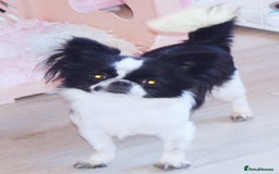 Chihuahua dogs for sale: KC REG ADULT GIRL THAI & RUSSIAN LINE - Image 1