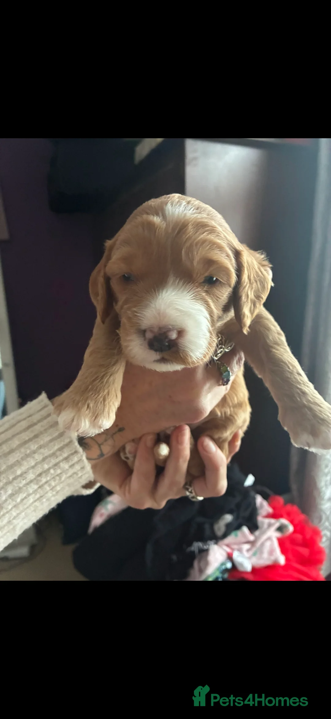 Cockapoo dogs for sale: F1B Red and fox red cockapoo litter - Advert 10