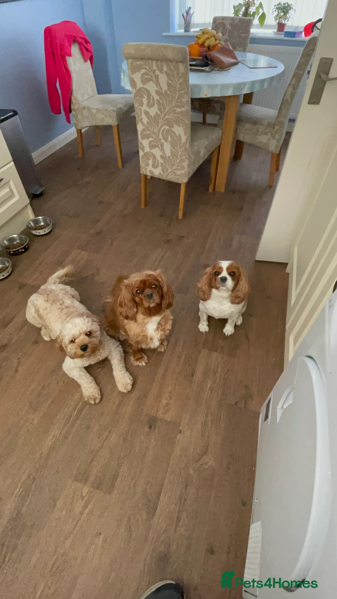 Cavapoo dogs for stud: Cavapoo for stud - Advert 5