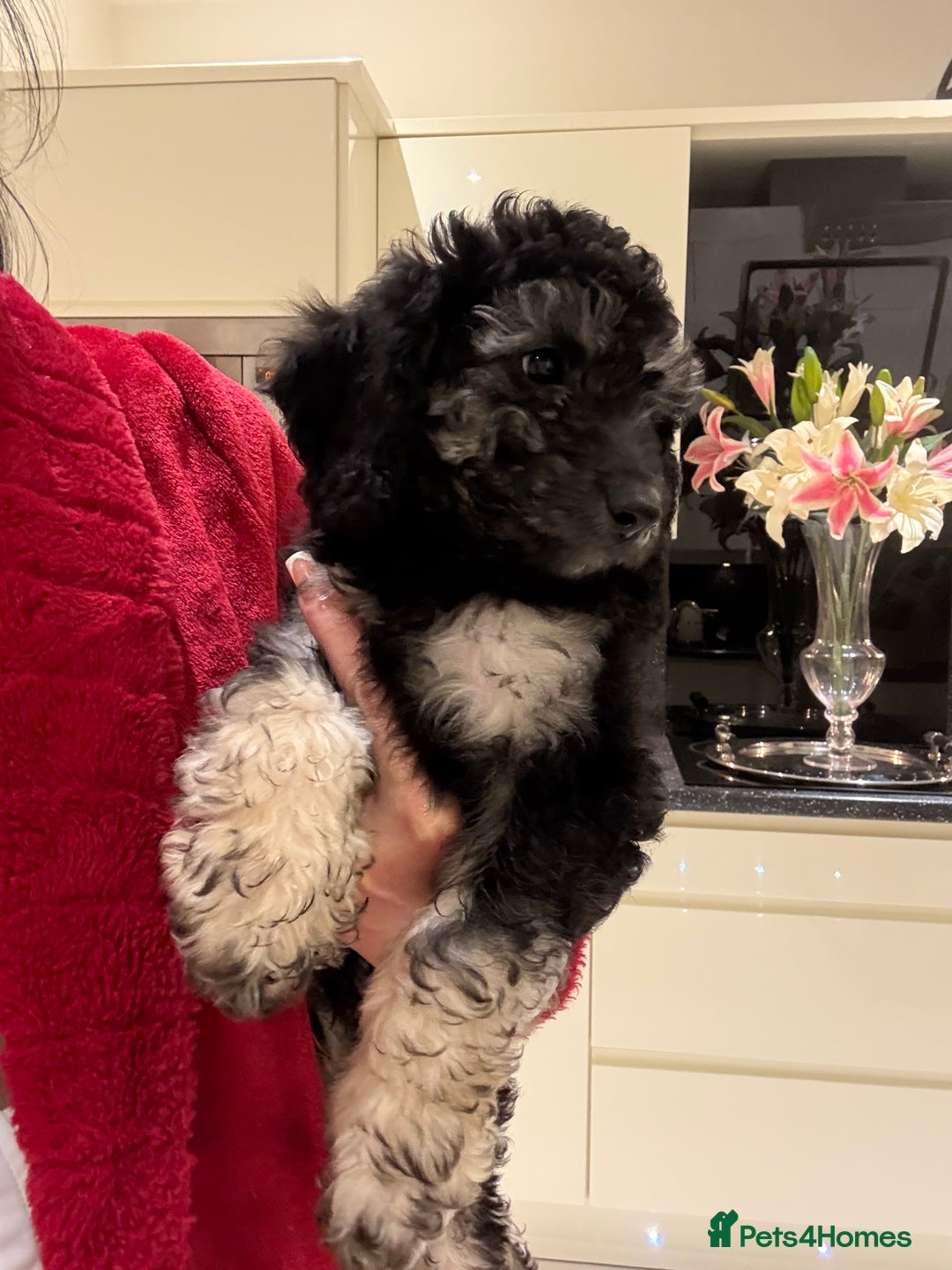 Miniature Poodle dogs for sale: 🐩🌈Miniature Merle poodle puppies 🌈🐶❤️ - Advert 1
