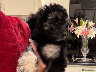 Miniature Poodle dogs 🐩🌈Miniature Merle poodle puppies 🌈🐶❤️ - Advert 1