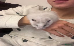 Hamster rodents for sale: Long Haired Syrian Show Hamster - Image 1