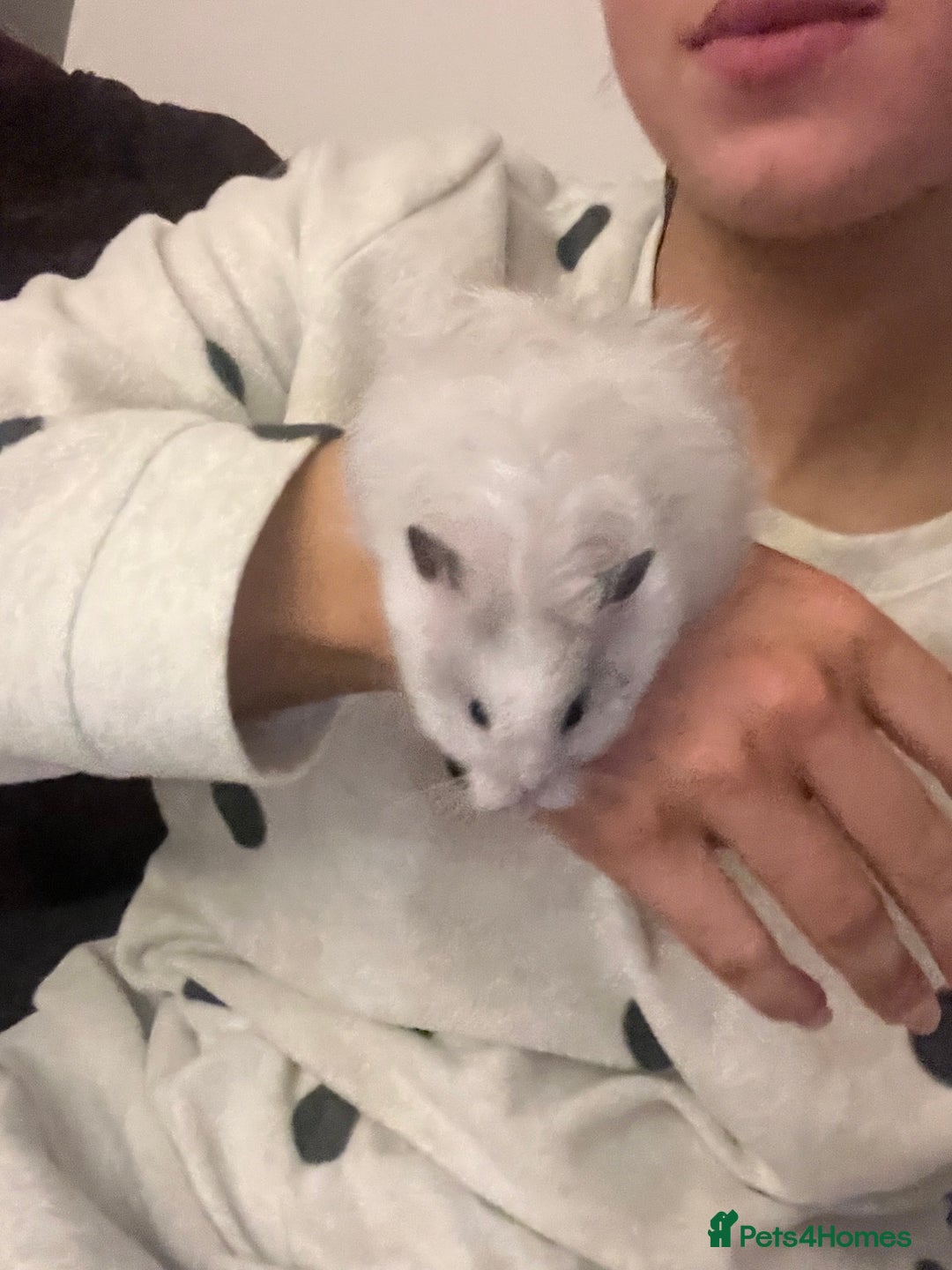 Hamster rodents for sale: Long Haired Syrian Show Hamster - Image 1