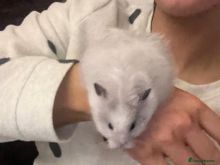 Hamster rodents - Advert 16