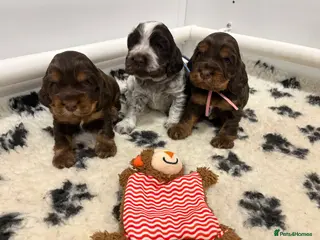 Cocker Spaniel dogs Beautiful DNA tested Show Cocker Spaniels - Advert 2