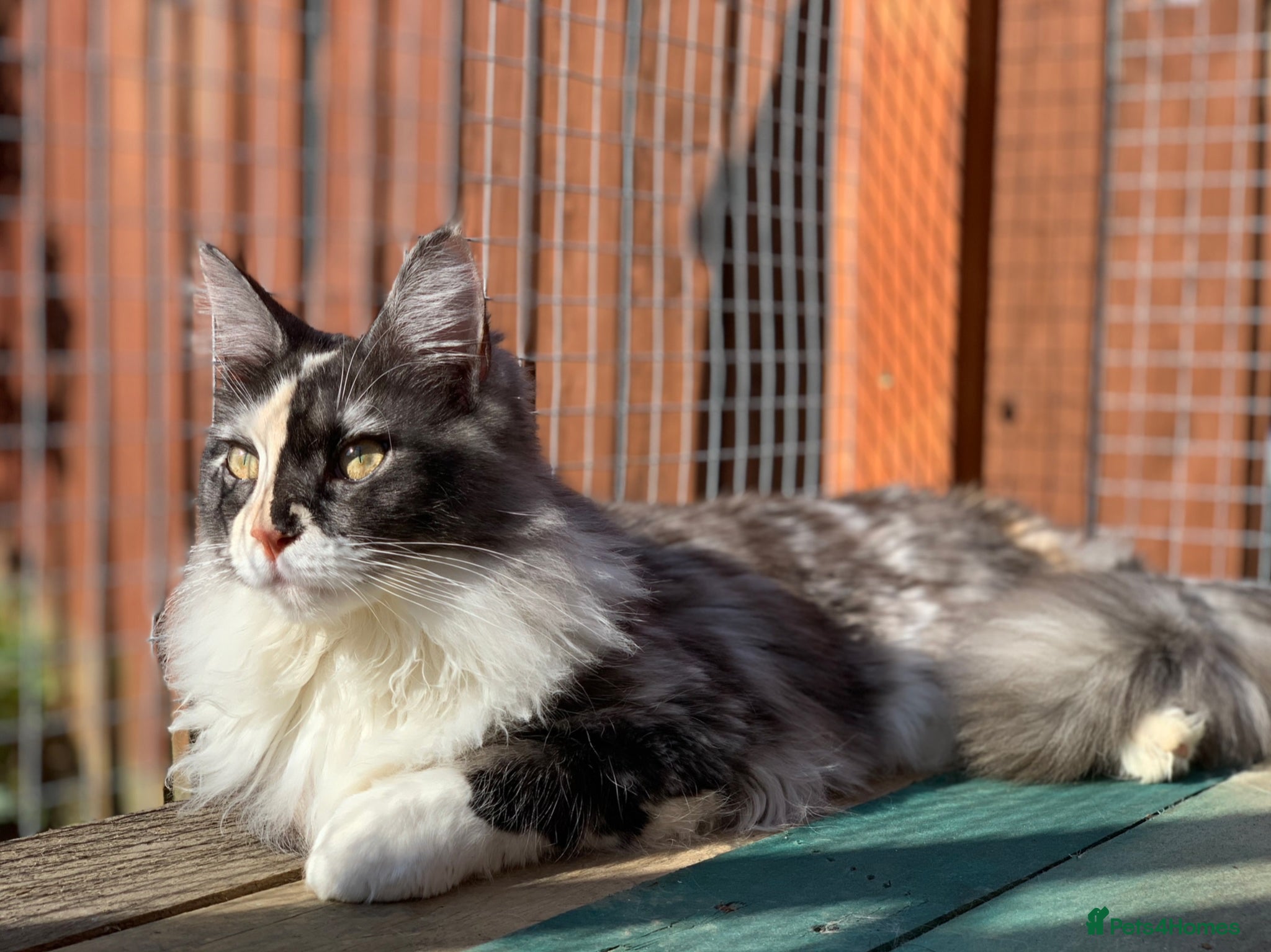 Maine Coon cats for sale: Male Maine Coon Pedigree Kitten. GCCF. Red Smoke - Advert 10