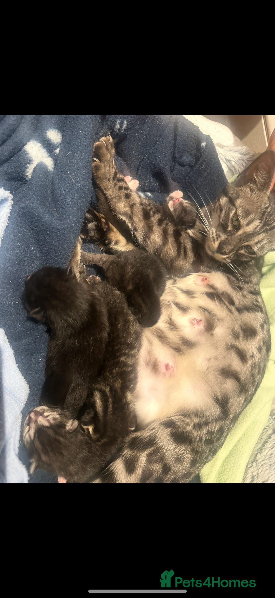 Bengal cats for sale: Queen boo 💕❤️ - Image 4