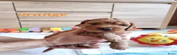 Cockapoo dogs for sale: F1 Cockapoo puppies fully DNA tested parents  - Advert 7