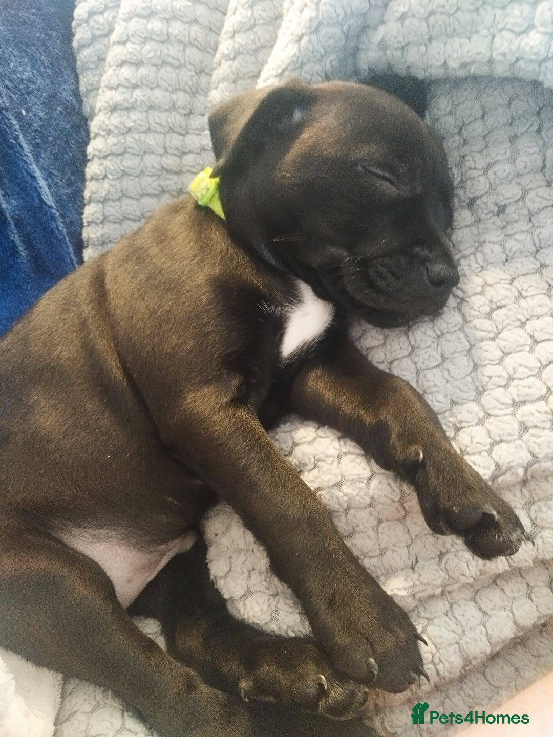 Patterdale Terrier dogs for sale: Patterdale Pups For Sale - Advert 8