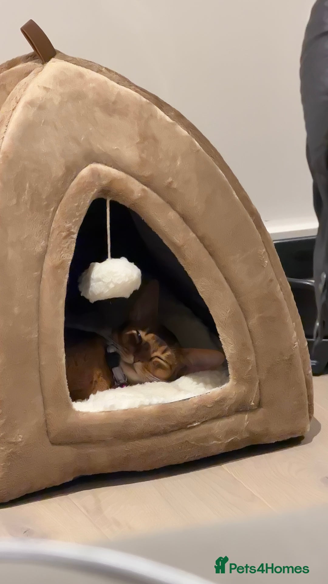 Abyssinian cats for sale: Tanny – 1.5-Year-Old Abyssinian Cat - Advert 9