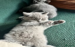 British Shorthair cats for sale: Kind Souls Fluffy Coats British Shorthair Kittens - Image 8