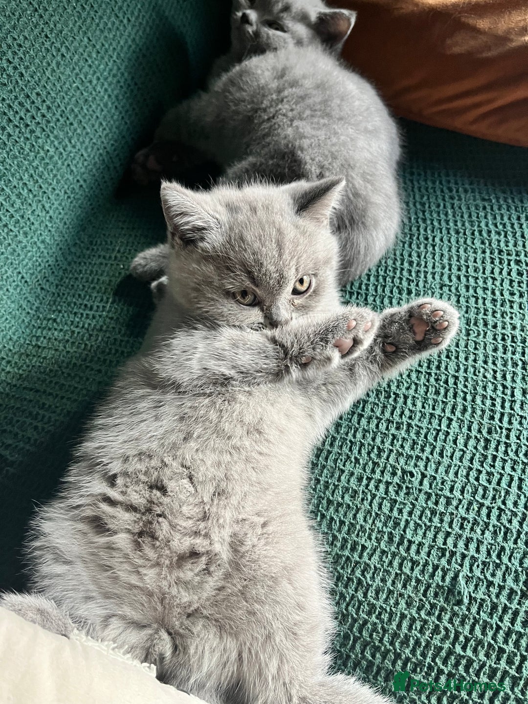 British Shorthair cats for sale: Kind Souls Fluffy Coats British Shorthair Kittens - Image 8