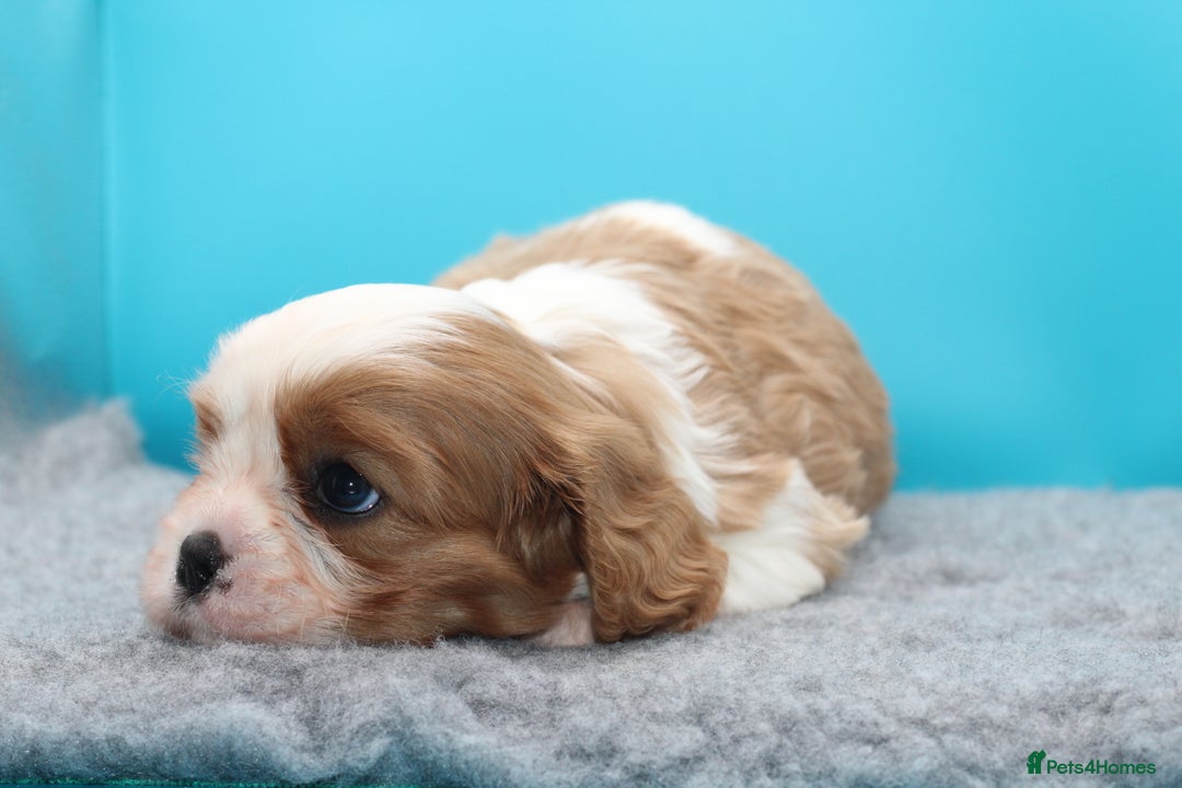 Cavalier King Charles Spaniel dogs for sale: Champion lines, heart/health tested, KC registered - Advert 6