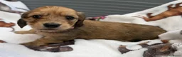 Dachshund dogs for sale: Long-haired RKC reg. mini dachshund  - Advert 6