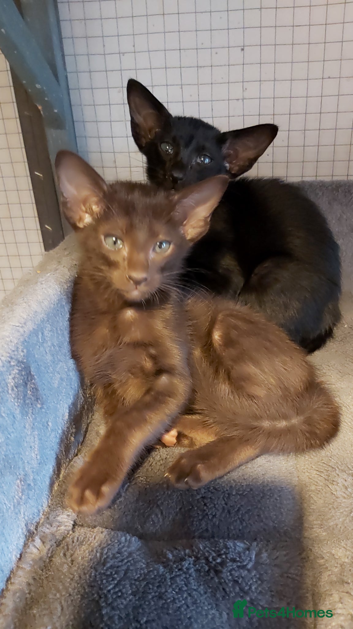 Oriental cats Pedigree Oriental 1 GIRL XL size ears GCCF£1300 - Advert 14