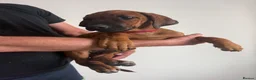 Rhodesian Ridgeback dogs for sale: KC registered, the last girl. The right home. in Portsmouth - Advert 3