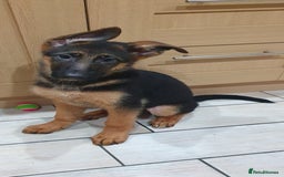 German Shepherd dogs for sale: Beautiful German Shepherd pups Blk / Tan Ready Now - Image 17