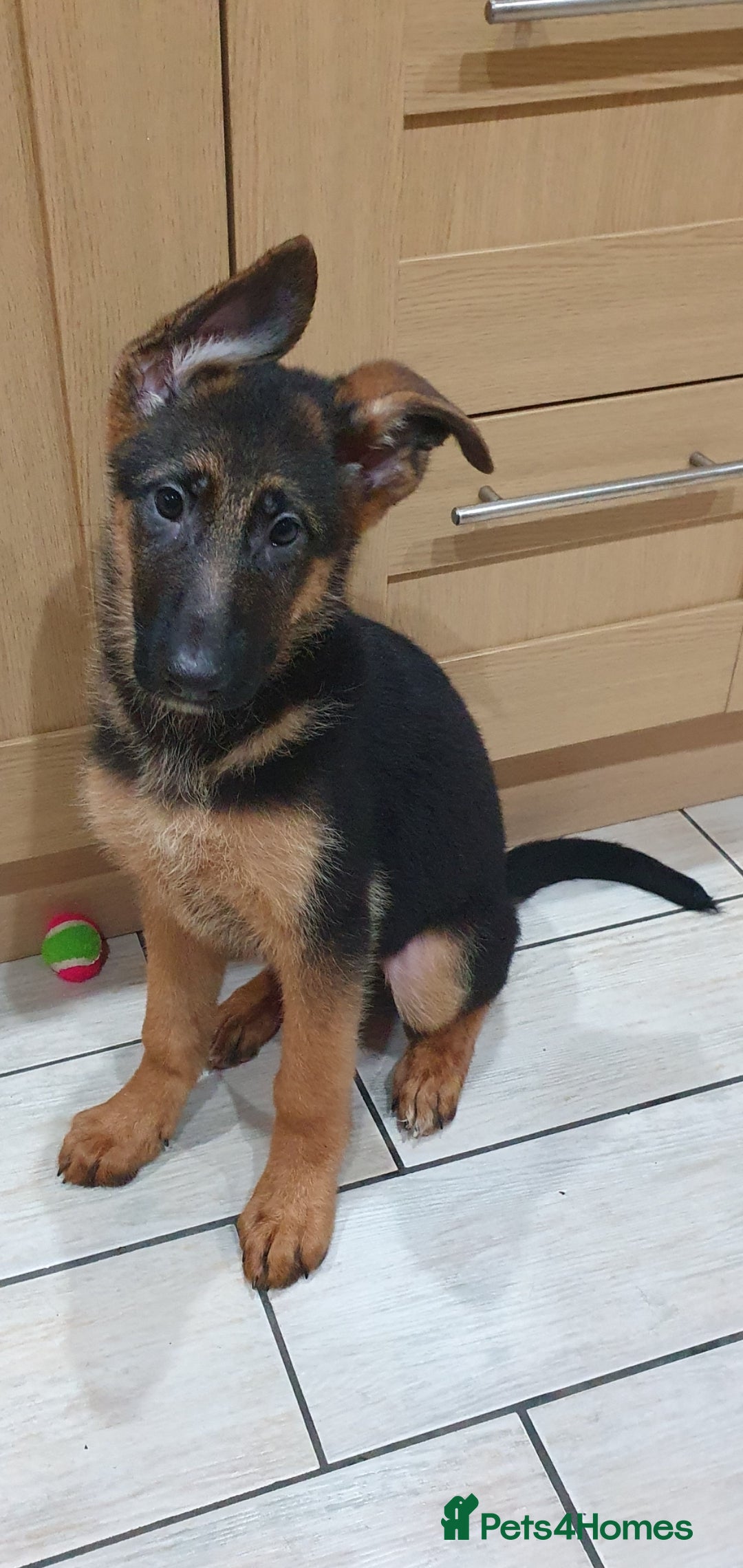 German Shepherd dogs for sale: Beautiful German Shepherd pups Blk / Tan Ready Now - Image 17