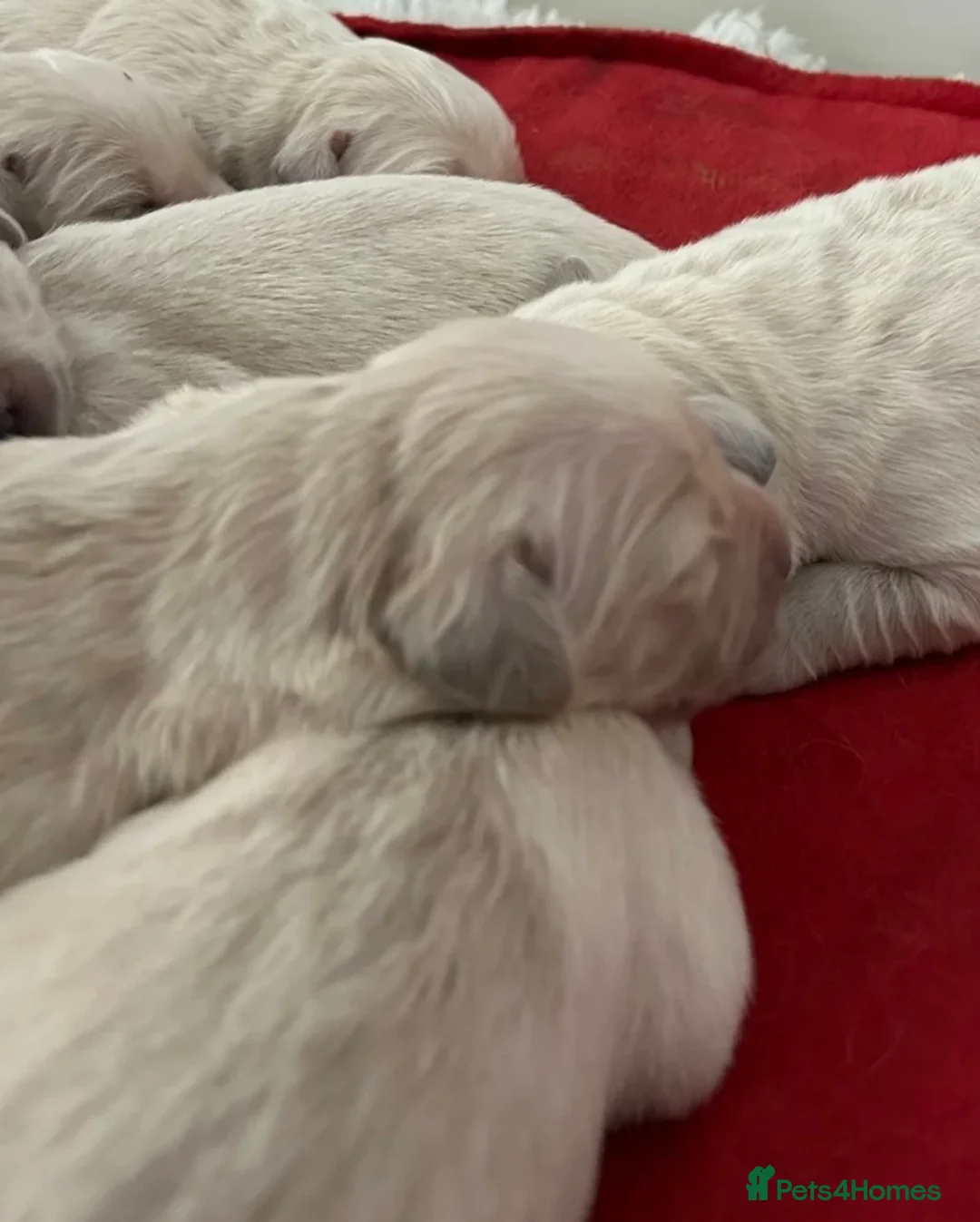 Golden Retriever dogs for sale: 💛✨chunky Golden retrievers looking for new 🏠‘s💛 in Leighton Buzzard - Advert 6