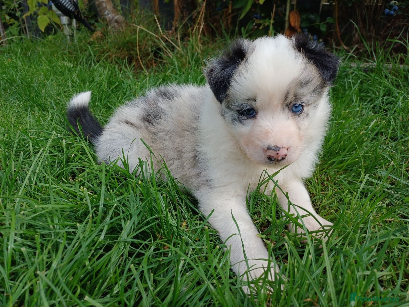 Border Collie dogs ​Long Coat Border Collie Pups Blue Merle Unique bw - Advert 16