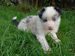 Border Collie dogs Long Coat Border Collie Pups Blue Merle Unique bw - Advert 16