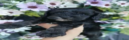 Cavapoo dogs for sale: Beautifull health tested cavapoos - Advert 4