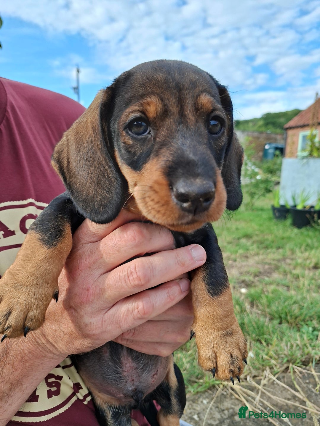 Dachshund dogs for sale: Working teckel puppies (parents European imports) - Image 10