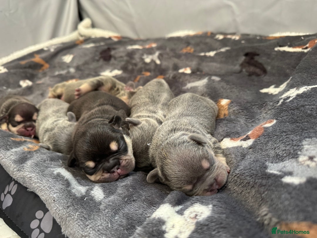 French Bulldog dogs for sale: 7 BEAUTIFUL FRENCHIE PUPPIES FOR SALE 🐾🐶  - Image 4