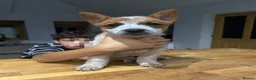 Australian Cattle Dog dogs for sale: 2 Male Australian Cattle Dogs  in Huddersfield - Advert 7