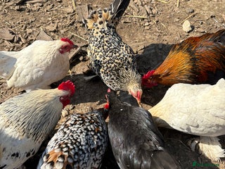 Chickens poultry Sablepoot Hatching Eggs (Booted Bantams) - Advert 1