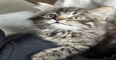 Mixed Breed cats - Advert 5