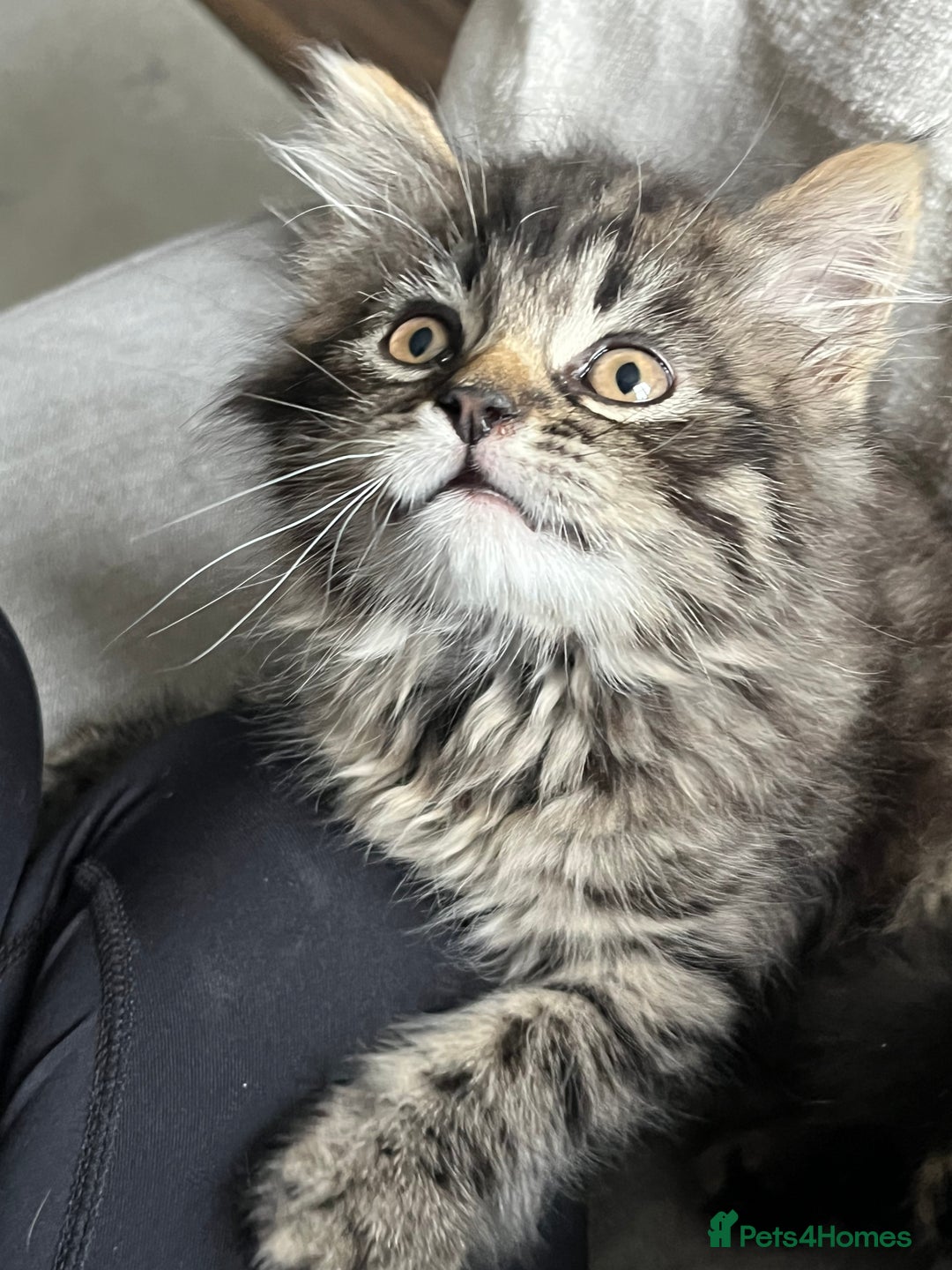 Mixed Breed cats for sale: 8 week old male fluffy tabby kitten - Image 2