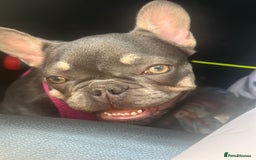 French Bulldog dogs for sale: Pixie  - Image 7