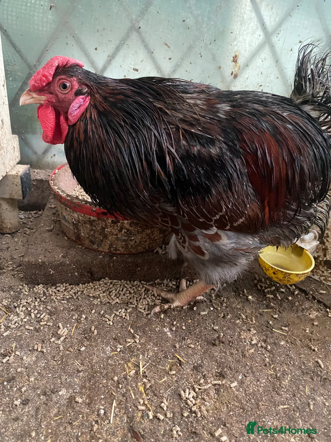 Chickens poultry for sale: Beautiful chicken  - Advert 9