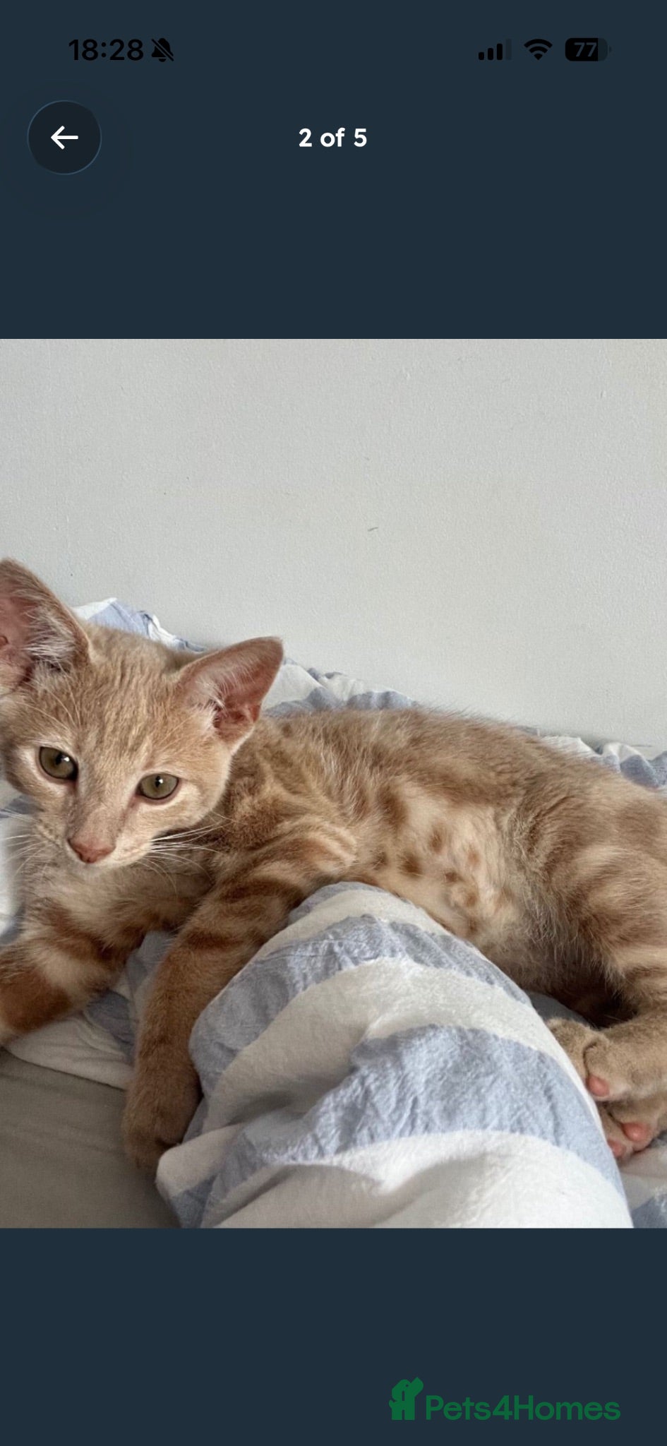 Mixed Breed cats Male cat for sale. - Advert 1