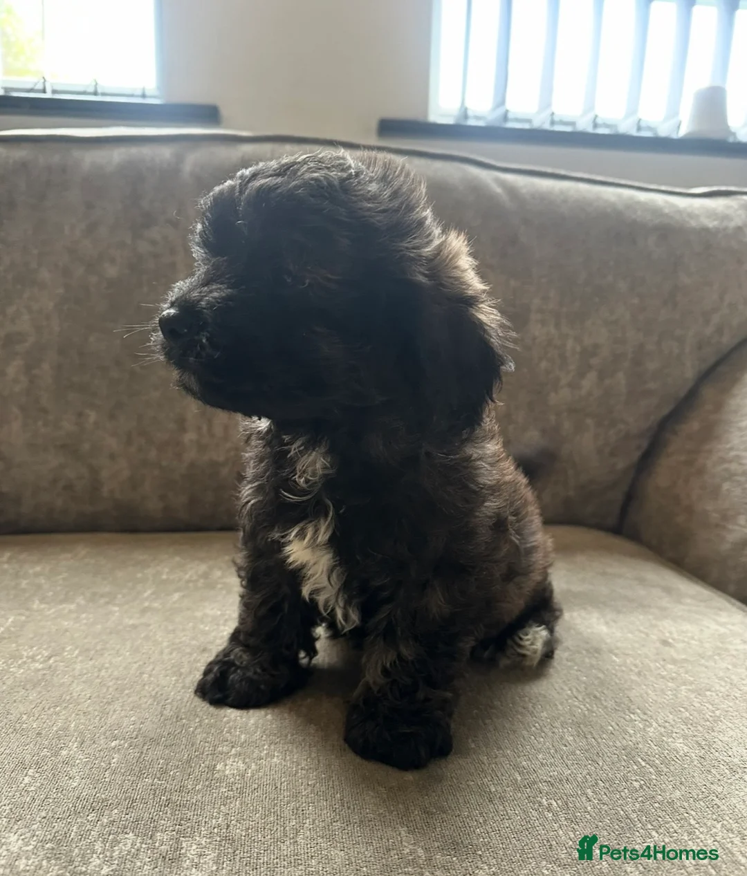 Cavapoo dogs for sale: Beautiful babies looking for forever homes - Advert 10