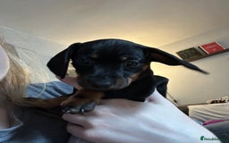 Miniature Dachshund dogs for sale: Miniature Dachshunds for sale  - Image 12
