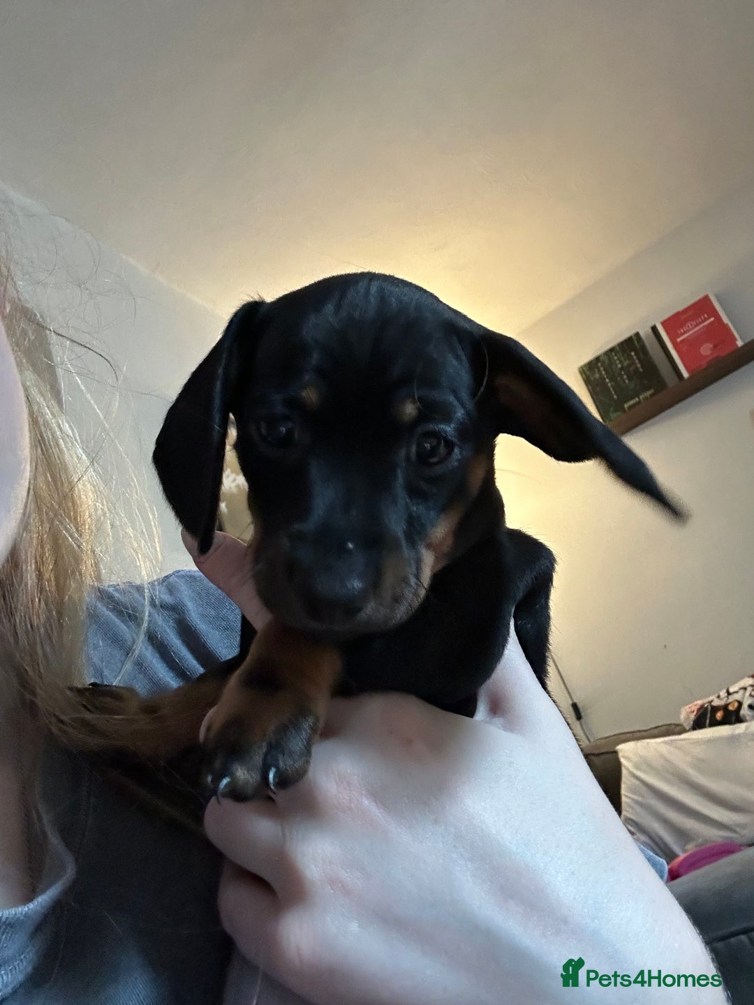 Miniature Dachshund dogs for sale: Miniature Dachshunds for sale  - Image 12