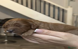 Cavapoo dogs for sale: Red Toy cavapoo puppies - Image 4