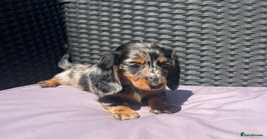 Miniature Dachshund dogs - Advert 2