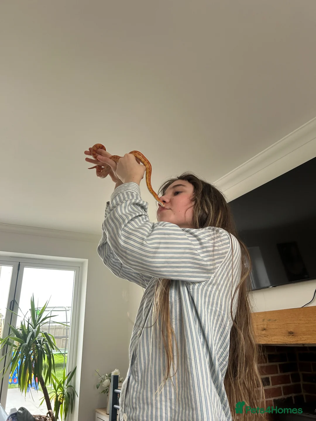 Corn Snake reptiles for sale: Corn snake unsexed super friendly  - Advert 4