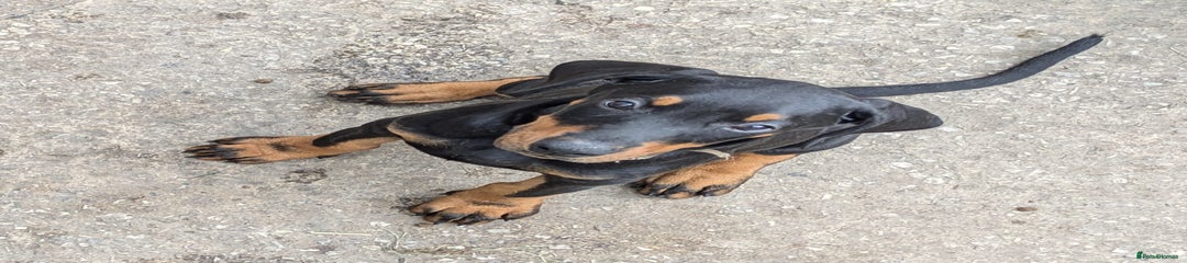 Chilly Dobermann Puppy 7